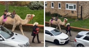 A resident of London walked through the streets with a camel (5 photos + 2 videos)