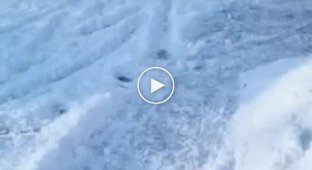 Snow shoveling dog