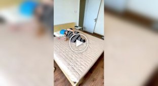 Котята мешают хозяйке спать
