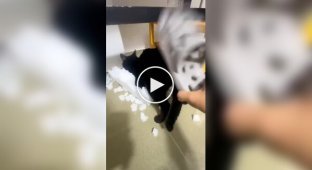 Кішка, яка любить жорсткіше