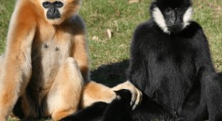 One species, but so different: male and female animals that are radically different from each other (13 photos)