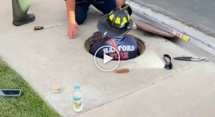 An unusual Florida resident fell into a manhole and they spent several hours trying to save him.