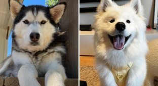 The kindest dog breeds, according to scientists (16 photos)