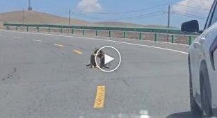 Сурки перекрыли дорогу в Китае