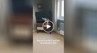 A guy noticed that his cat has an activation field