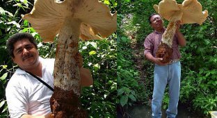 One mushroom can feed an entire village! (5 photos)
