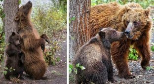 Повторяй за мной: Медведица показывает своему детенышу, как тереться спиной об дерево (3 фото)