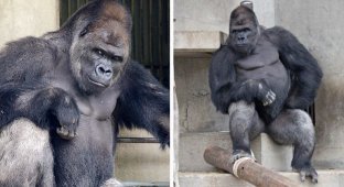 Эту гориллу не зря сравнивают с Джорджем Клуни! (17 фото + 1 гиф)