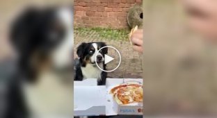 Dog's eyes widen at the sight of a slice of pizza