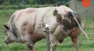 An unusual breed of pumped up bulls