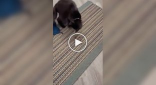 Кот принес домой змею