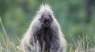 The most prickly animals in the world (17 photos)