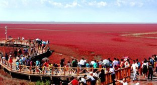 Red beach in China: you can’t sunbathe, you can only admire (6 photos)