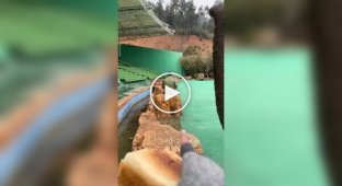 Чоловік навчив слона кумедному трюку