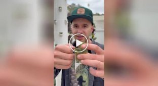 Gardeners in a swoon: vertical cultivation of dill
