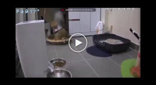 The mop caught a nervous cat by surprise
