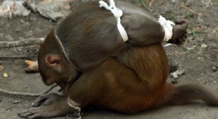 Наказание обезьян-преступниц в Индии (8 фото)