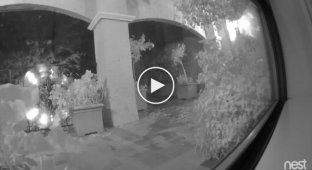 В Сан-Франциско пума расправилась с оленем во дворе дома