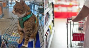 Photo of a cat in a supermarket trolley caused a lot of controversy (5 photos)