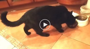 Кот гурман делится впечатлениями о еде