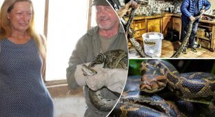 A five-meter python crawled into the kitchen and tried to swallow a pensioner (5 photos)