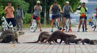 Otters are driving Singaporeans out of the city and eating millions (6 photos)