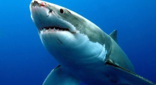 5 зверских фактов о сексе акул, которые ты точно не знали! (6 фото)
