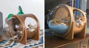Интересные домики для кошек, вдохновлённые космосом и космическими кораблями (9 фото + 1 видео)