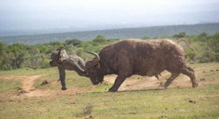 Elephant punished buffalo (4 photos)