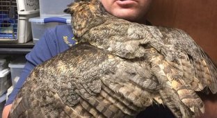 Сова – воплощение благодарности (4 фото)