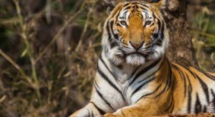 Как выдумаете, полосатая у тигра кожа или нет? (5 фото)