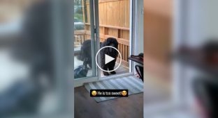 Пес ждет, пока ему откроют дверь