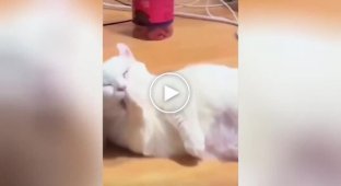 Кот-охранник