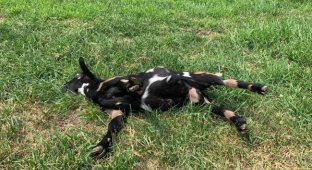 Обморочные козы: они вырубаются от любого чиха (6 фото)