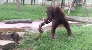 The orangutan regretted that he stuck to the otters