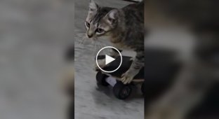 Cat was taught to skateboard and this is what came of it