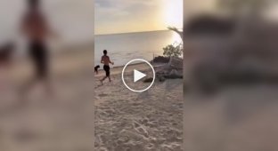 Рыба-пила попыталась атаковать собак на берегу