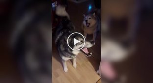 A Husky Owner's Morning