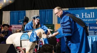The dog graduated from the university with the owner and received her own diploma (3 photos + 1 video)