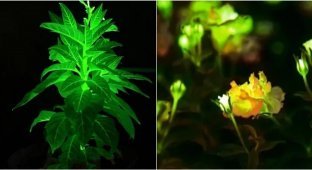 Photosynthesis instead of a light bulb: Chinese scientists decided to illuminate cities with glowing flowers (3 photos + 1 video)