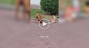 Кошки и собаки воруют заказы с едой