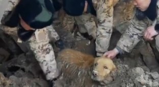 A golden retriever who spent 30 hours under rubble was rescued in China (4 photos + 1 video)