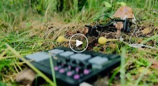 A mushroom plays the piano