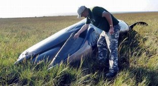 Мертвый кит в степях Англии (3 фотографии)