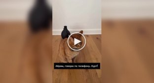 An American has invented a phone for cats to monitor them