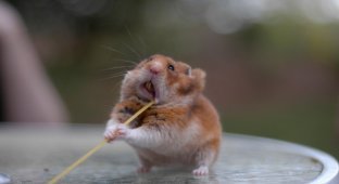 “Bottomless bags” in the cheeks: the mouth of an ordinary hamster can be scary if you think about it (5 photos)