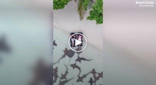 Туристки устроили необычный отдых среди акул