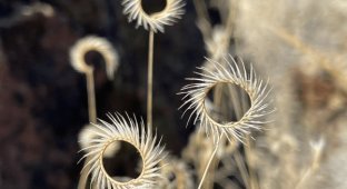 Incredible and bizarre plants that few have seen (13 photos)