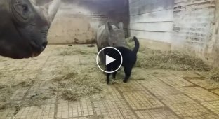 Котик пытается подружиться с семейством носорогов