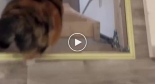 Пухлый кот спускается с лестницы